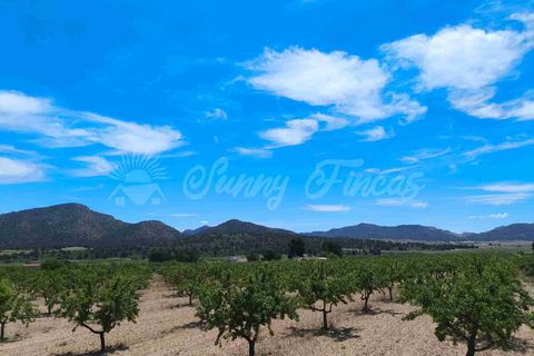 Landejendom i Yecla, Murcia, Yecla - € 219.000 | Ref: SF0531 - foto 28
